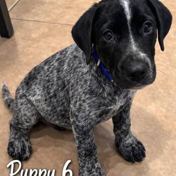 Pointer and Australian Cattle Dog Blue Heeler Dogs Available for Adoption - Smoky | PetCurious