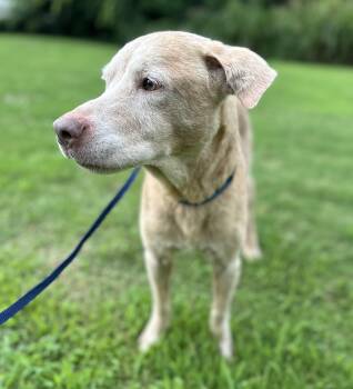 Hudson -  Yellow Labrador Retriever Dog for Adoption in Lawrenceville, Georgia - Hudson | PetCurious