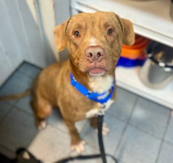 Rescue Affenpinscher Dogs for Adoption in Dallas, Pennsylvania - MEEKO | PetCurious