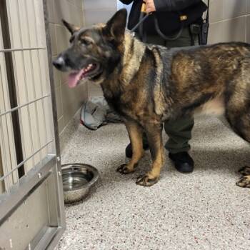 Rescue German Shepherd Dog Dogs for Adoption in Gastonia, North Carolina - Ana | PetCurious