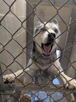 Sky -  Husky Dog for Adoption in Hermiston, Oregon - Sky | PetCurious