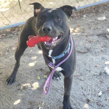 Bucky -  Pit Bull Terrier and Mixed Breed Dog for Adoption in Riverside, California - Bucky | PetCurious