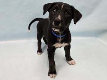 Wombat -  Labrador Retriever and Mixed Breed Dog for Adoption in Minneapolis, Minnesota - Wombat | PetCurious