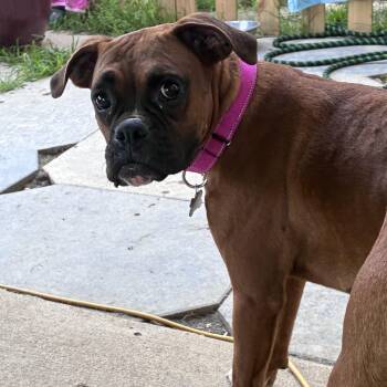 Liberty -  Boxer Dog for Adoption in Lincoln University, Pennsylvania - Liberty | PetCurious