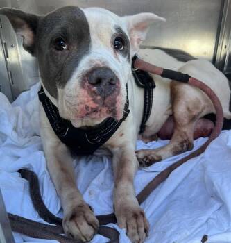 Rescue Mixed Breed Dogs for Adoption in New York, New York - Brianna | PetCurious