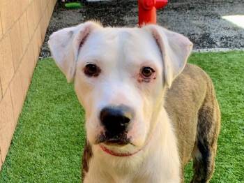 SAVE ME PLEASE Zelda - IDA554507 -  Pit Bull Terrier Dog for Adoption in San Marcos, California - SAVE ME PLEASE Zelda - IDA554507 | PetCurious