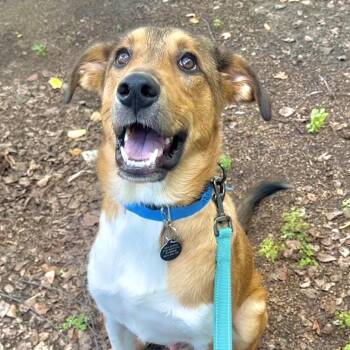 Leaf -  Mixed Breed Dog for Adoption in Warwick, Rhode Island - Leaf | PetCurious