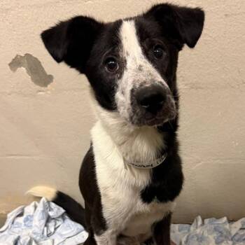 Smokey -  Collie and Black Labrador Retriever Dog for Adoption in Birmingham, Alabama - Smokey | PetCurious