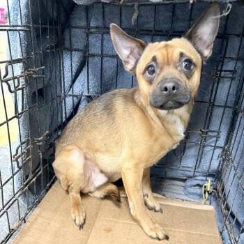Mixed Breed Dogs Available for Adoption in Philadelphia, Pennsylvania - Asheko | PetCurious