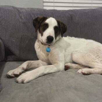 Mixed Breed Dogs Available for Adoption - CHECKERS | PetCurious