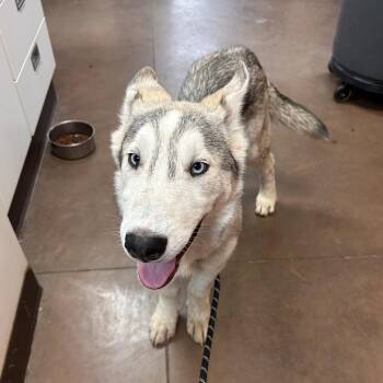 Everest -  Husky and Shepherd Dog for Adoption in Flagstaff, Arizona - Everest | PetCurious