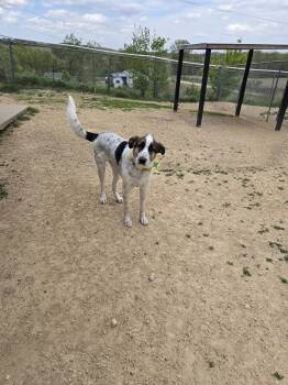 German Shepherd Dog and Great Pyrenees Dogs Available for Adoption in Maquoketa, Iowa - Echo | PetCurious