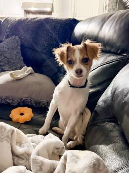 Rescue Chihuahua Dogs for Adoption in Justin, Texas - Journey | PetCurious