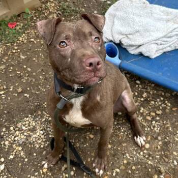 Daisygirl -  Mixed Breed Dog for Adoption in Philadelphia, Pennsylvania - Daisygirl | PetCurious