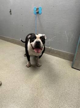 Rescue Pit Bull Terrier Dogs for Adoption in Las Vegas, Nevada - MANATEE | PetCurious