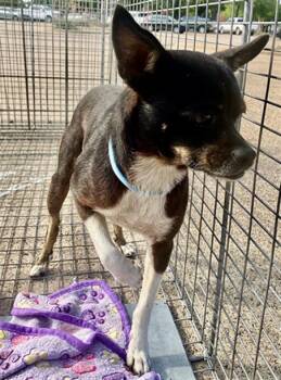 BLACKIE -  Chihuahua and Mixed Breed Dog Available for Adoption in Dallas, Texas - BLACKIE | PetCurious