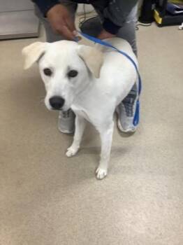 Labrador Retriever and Mixed Breed Dogs Available for Adoption - Corey | PetCurious