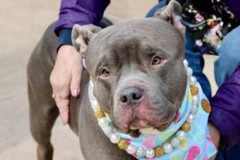 Mixed Breed Dogs Available for Adoption - Boulder | PetCurious