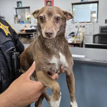 Chihuahua and Mixed Breed Dogs Available for Adoption in Newark, New Jersey - Brownie | PetCurious