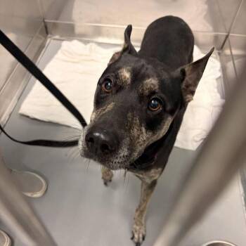 Thorian -  Mixed Breed Dog for Adoption in Davenport, Iowa - Thorian | PetCurious