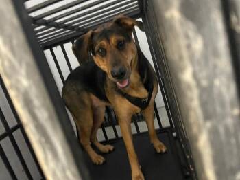 ROXIE CAMDEN -  Mixed Breed Dog for Adoption in Woodbine, Georgia - ROXIE CAMDEN | PetCurious
