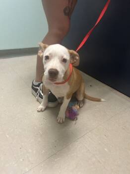 Rescue Terrier Dogs for Adoption in Mobile, Alabama - Samuel | PetCurious