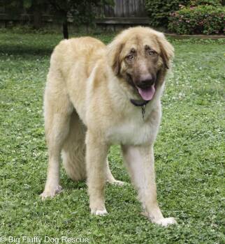 Anatolian Shepherd Dogs Available for Adoption in Nashville, Tennessee - Raquel | PetCurious