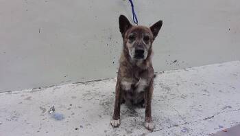 MORITA -  Akita and Mixed Breed Dog for Adoption in Houston, Texas - MORITA | PetCurious