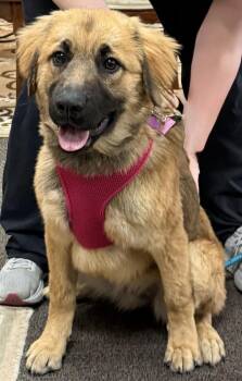 Great Pyrenees and Shepherd Dogs Available for Adoption - Saffron | PetCurious