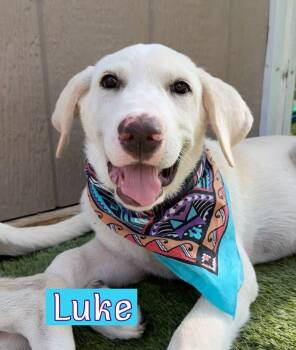 Luke -  Labrador Retriever Dog for Adoption in Fort Worth, Texas - Luke | PetCurious