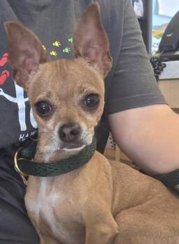 Chihuahua and Mixed Breed Dogs Available for Adoption - Squish | PetCurious