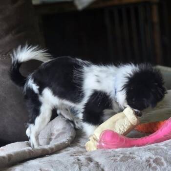 Grady -  Shih Tzu and Mixed Breed Dog for Adoption in Alma, Wisconsin - Grady | PetCurious
