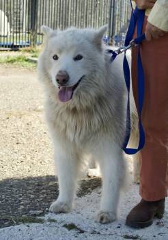 Rescue Samoyed Dogs for Adoption in San Rafael, California - Cuddles | PetCurious