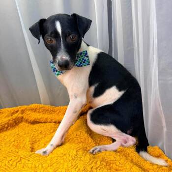 Derek -  Jack Russell Terrier and Rat Terrier Dog for Adoption in Foley, Alabama - Derek | PetCurious