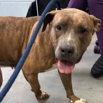Morel -  Pit Bull Terrier Dog for Adoption in Philadelphia, Pennsylvania - Morel | PetCurious