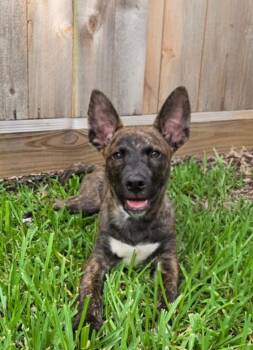 Skipper Butterfly Your Loyal Best Friend -  German Shepherd Dog and Dutch Shepherd Dog for Adoption in Friendswood, Texas - Skipper Butterfly Your Loyal Best Friend | PetCurious