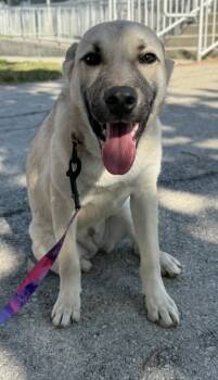 Rescue Shepherd and Retriever Dogs for Adoption in San Antonio, Texas - Bomb Pop | PetCurious