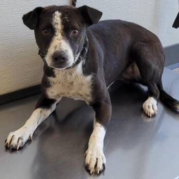 Mixed Breed Dogs Available for Adoption - 104589 | PetCurious