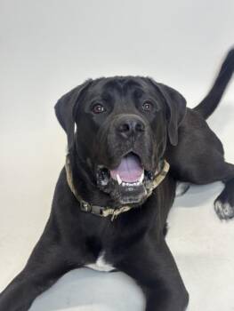 Cane Corso and Mixed Breed Dogs Available for Adoption - ICE CUBE | PetCurious