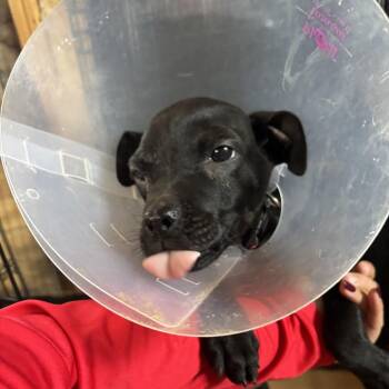 Boxer and Mixed Breed Dogs Available for Adoption in Floresville, Texas - Leela | PetCurious