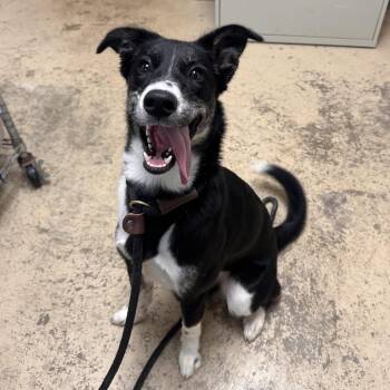 Chloe -  Whippet and Collie Dog for Adoption in Canton, Illinois - Chloe | PetCurious