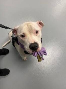 MARSHALL -  Pit Bull Terrier Dog for Adoption in St. Cloud, Florida - MARSHALL | PetCurious