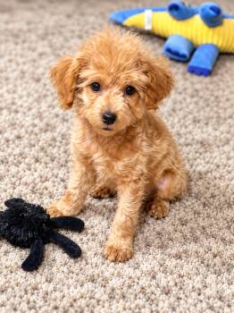 Dexter -  Shih Tzu and Bichon Frise Dog for Adoption in Union Grove, Wisconsin - Dexter | PetCurious