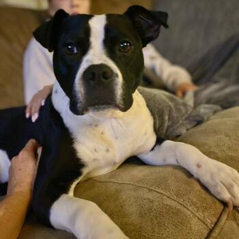 Meko -  Mixed Breed Dog for Adoption in Canaan, New Hampshire - Meko | PetCurious