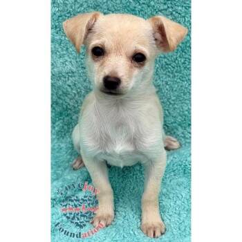 Rescue Chihuahua Dogs for Adoption in Inglewood, California - Pumpkin Pie | PetCurious