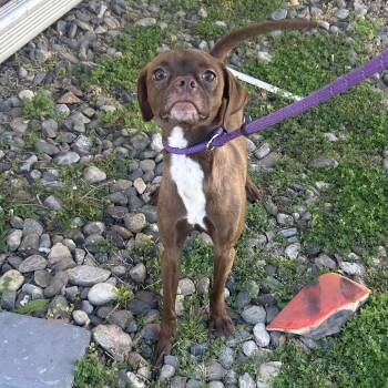 Terrier Dogs Available for Adoption in Newark, New Jersey - Wonka | PetCurious