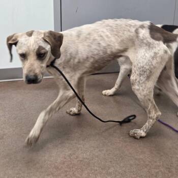 Hound and Mixed Breed Dogs Available for Adoption in Chattanooga, Tennessee - Smores | PetCurious