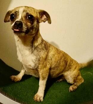 Dachshund and Chihuahua Dogs Available for Adoption in San Diego, California - Minnie | PetCurious