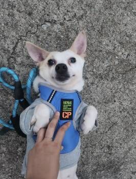 Wilma -  Jindo and Corgi Dog for Adoption in West Hollywood, California - Wilma | PetCurious
