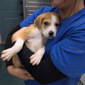 Beagle and Hound Dogs Available for Adoption - PERCY | PetCurious